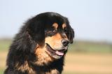 DOGUE DU TIBET 657